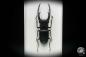 Preview: Hexarthrius mandibularis sumatranus a beetle