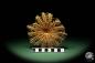 Preview: Acanthaster planci a echinoderm