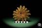 Preview: Acanthaster planci a echinoderm