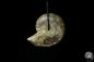 Preview: Desmoceras spec. a gem from fossils
