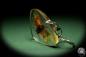 Preview: Scamandra spec. a gem from Acrylic