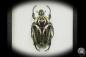 Preview: Goliathus goliatus var. conspersus a beetle