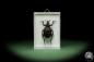 Preview: Brachycerus ornatus a beetle