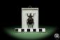 Preview: Brachycerus ornatus a beetle