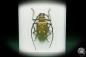Preview: Batocera laena ein Käfer