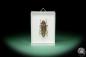 Preview: Xystrocera festiva ein Käfer
