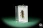 Preview: Xystrocera festiva ein Käfer