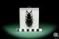 Preview: Dorysthenes walkeri ein Käfer