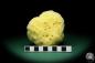Preview: Spongia officinalis a sponge