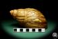 Preview: Achatina fulica a snail
