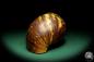 Preview: Achatina fulica a snail