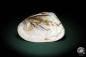 Preview: Hyriopsis cumingii a shell