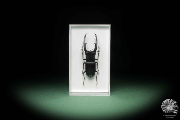 Hexarthrius mandibularis sumatranus a beetle