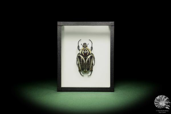 Goliathus goliatus var. conspersus a beetle