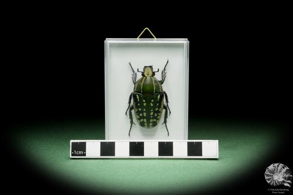 Mecynorhina polyphemus a beetle