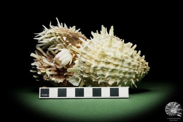 Spondylus variegatus & Balanus spec. a shell