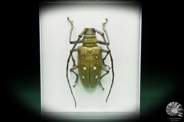 Batocera laena ein Käfer