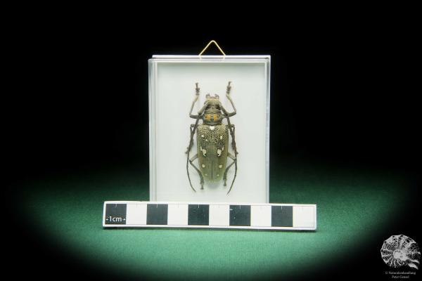 Batocera spec. ein Käfer