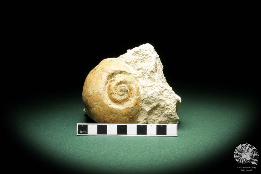 Globularia hemisphaerica a snail