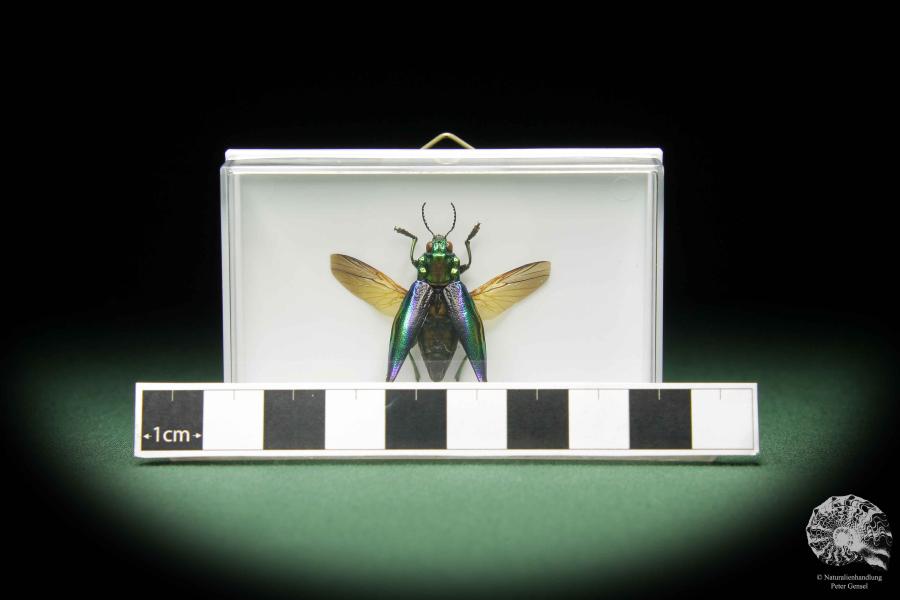 Cyphogastra calepyga a beetle