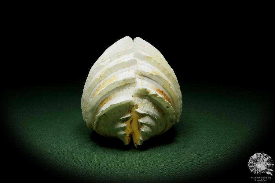 Cardium costatum a shell