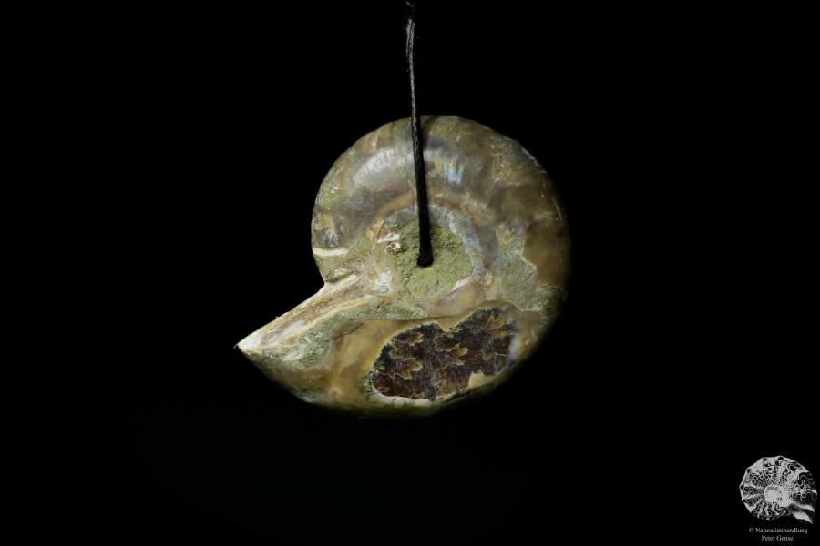 Desmoceras spec. a gem from fossils