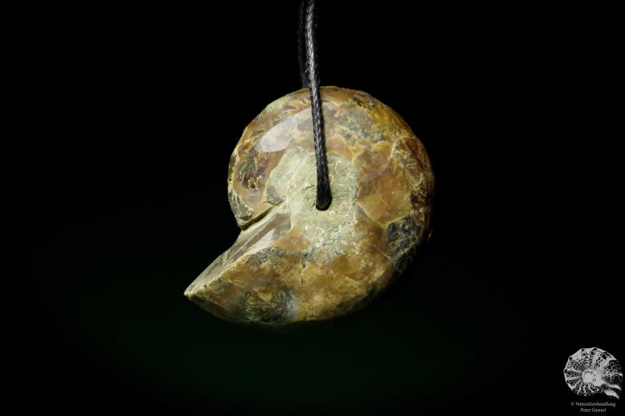 Desmoceras spec. a gem from fossils