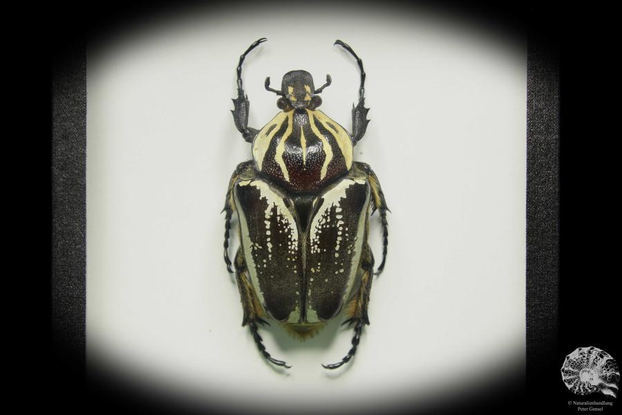 Goliathus goliatus var. conspersus a beetle