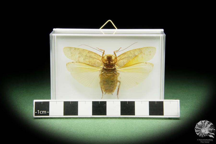 Pseudophoraspis spec. a insect