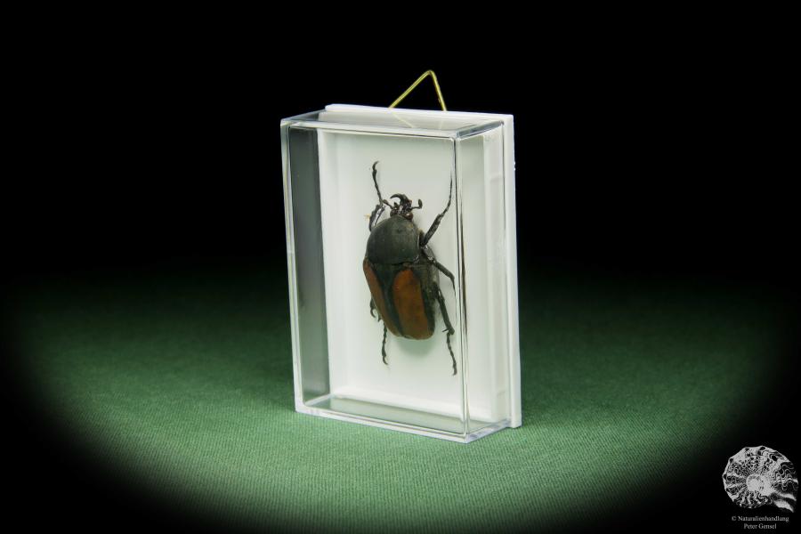 Dicellachilus woodi a beetle
