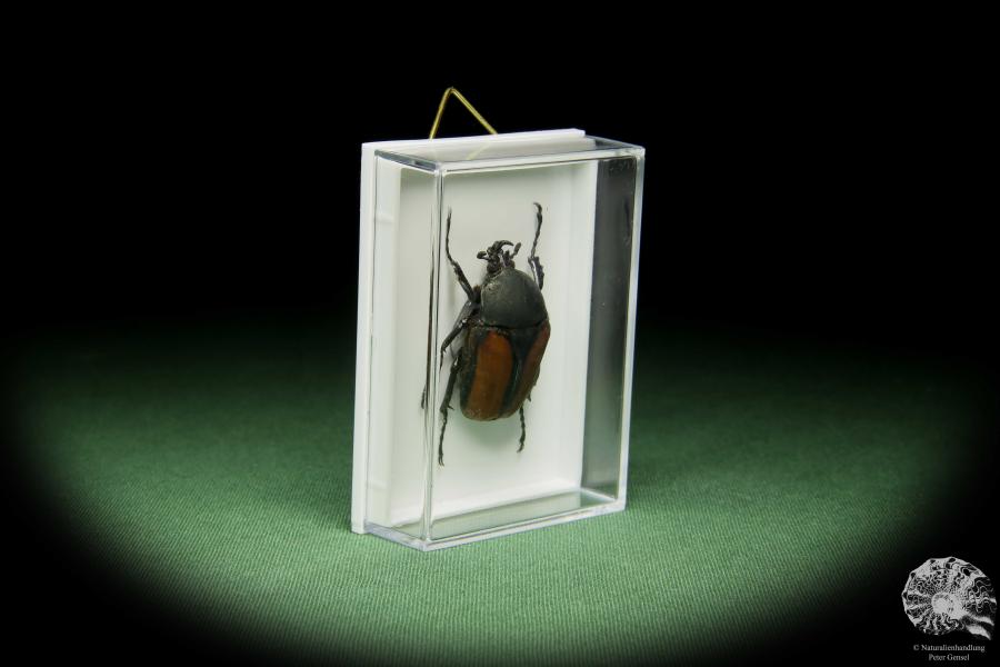Dicellachilus woodi a beetle