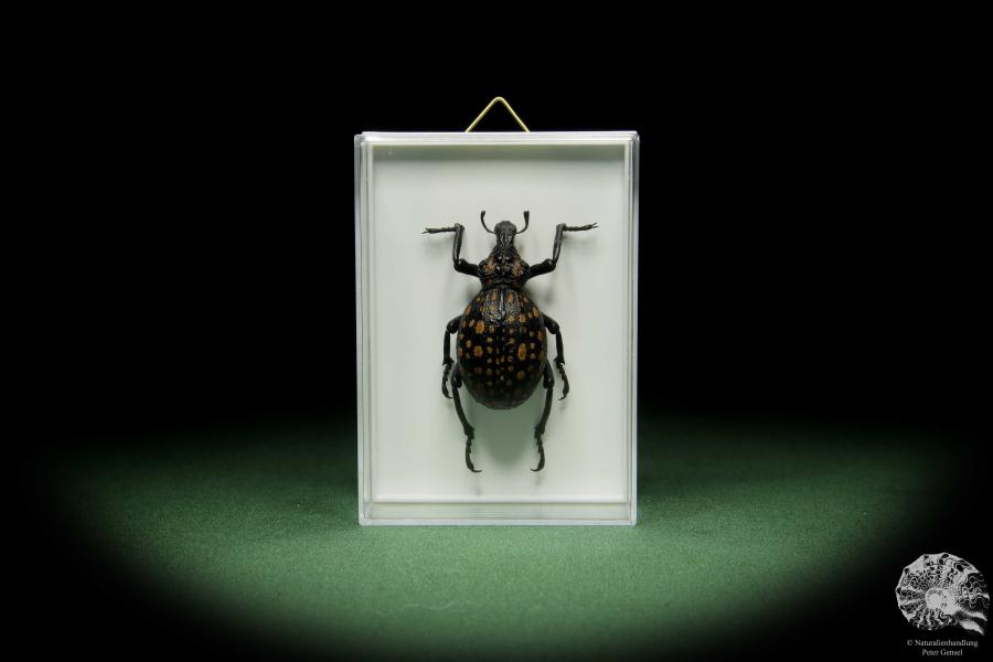 Brachycerus ornatus a beetle