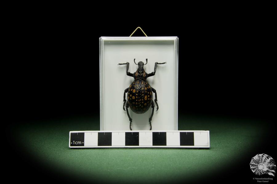 Brachycerus ornatus a beetle