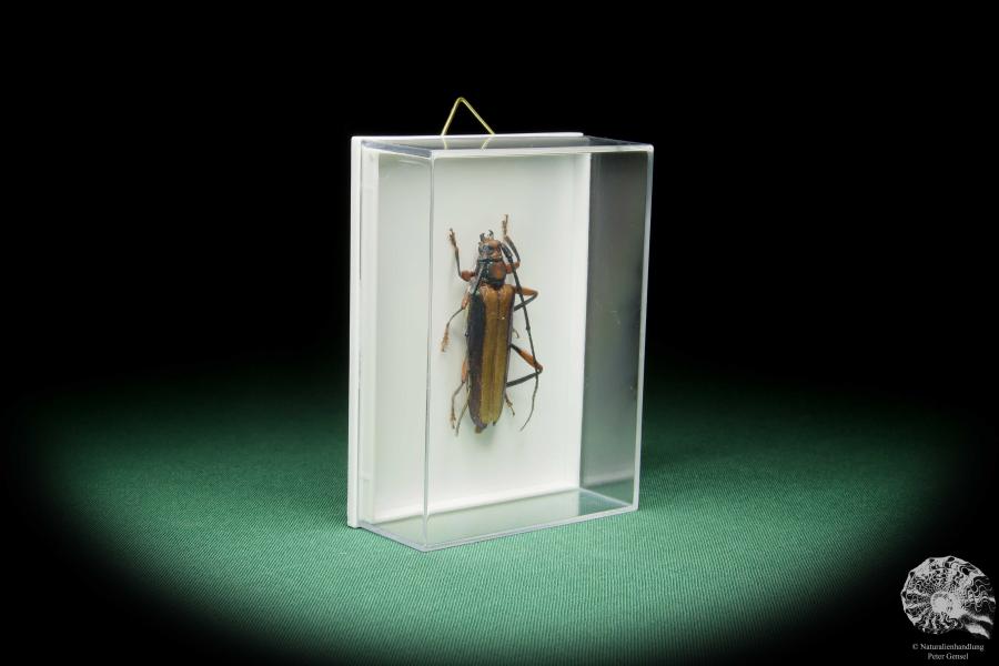 Xystrocera festiva ein Käfer