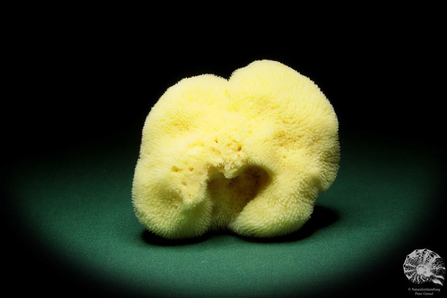 Spongia officinalis a sponge