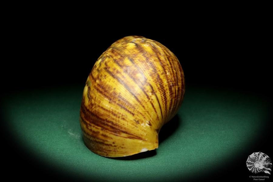 Achatina fulica a snail