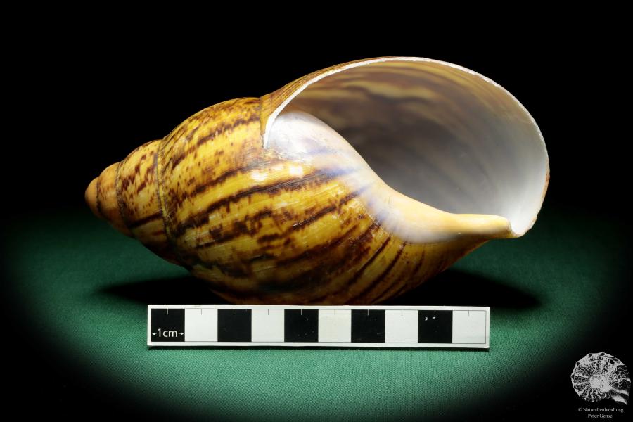 Achatina fulica a snail