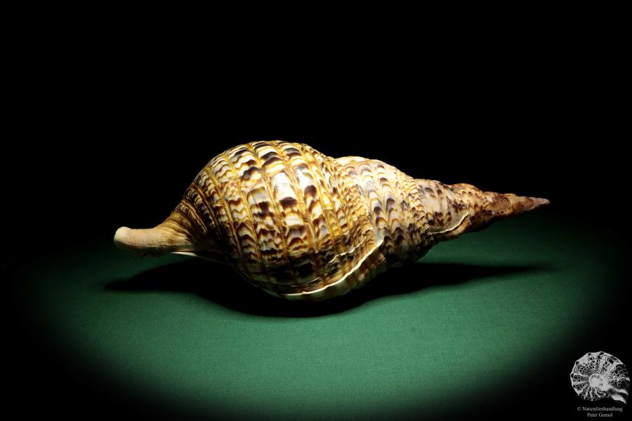 Charonia tritonis a snail