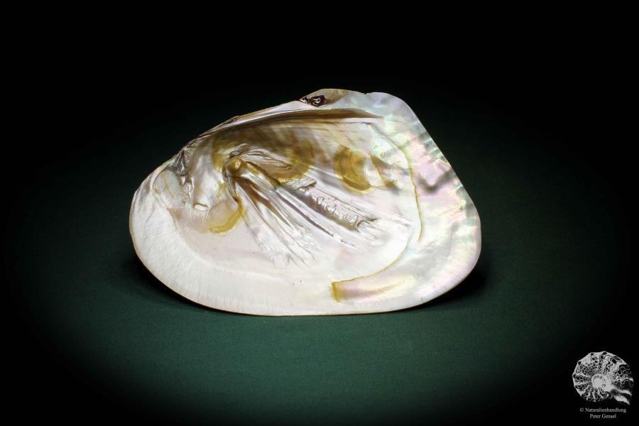 Hyriopsis cumingii a shell