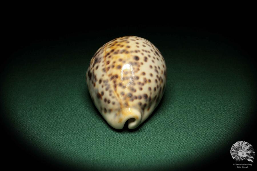 Cypraea tigris pardalis a snail