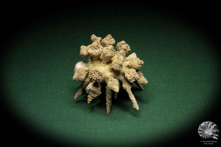 Tylocidaris ohshimai a echinoderm