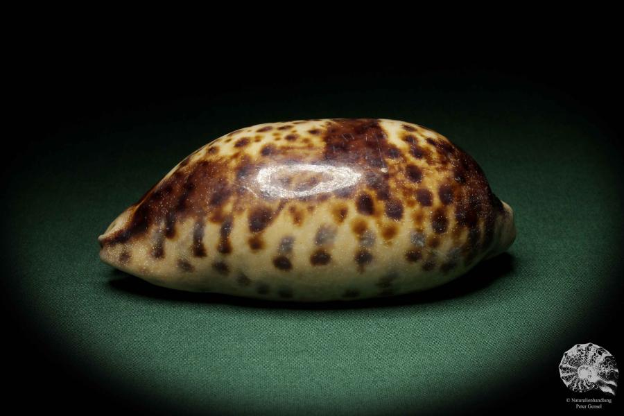 Chelycypraea testudinaria eine Schnecke