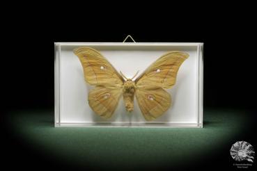 Antheraea pernyi a butterfly