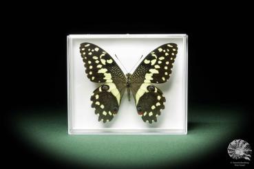Papilio demodocus ein Schmetterling