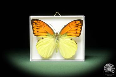 Hebomoia leucippe daemonis ein Schmetterling