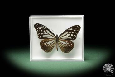 Parantica melaneus ein Schmetterling