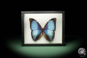 Morpho deidamia ein Schmetterling