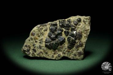 Sphalerit XX auf Pyrit ein Mineral