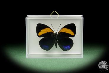 Callicore excelsior pastazza a butterfly