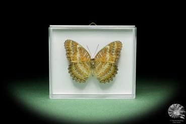 Cethosia biblis ein Schmetterling